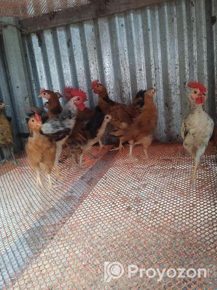 ওরিজিনাল দেশি মুরগী