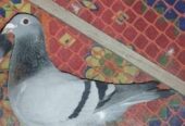 নর মাদি রেছ করানো এর বাচ্ছা