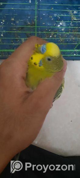 Bajigar Bird Sell Post