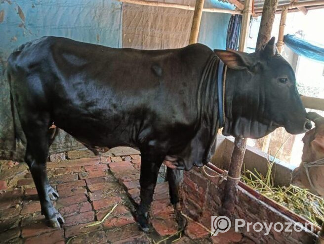 কোরবানি গরু বিক্রয়