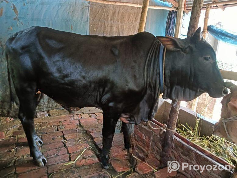 কোরবানি গরু বিক্রয়