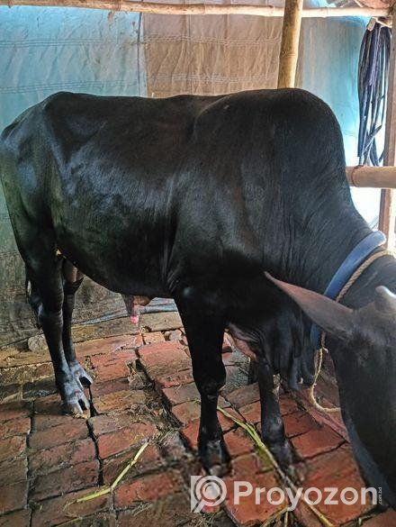 কোরবানি গরু বিক্রয়