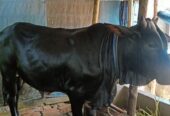 কোরবানি গরু বিক্রয়
