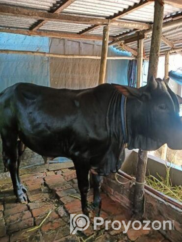 কোরবানি গরু বিক্রয়