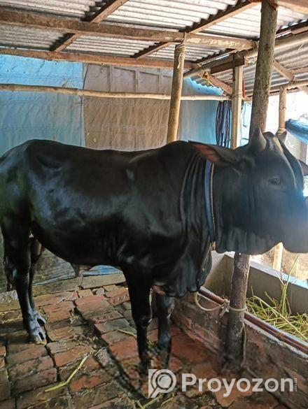 কোরবানি গরু বিক্রয়