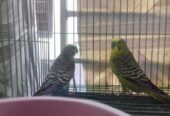 Bajigar Bird Sell Post