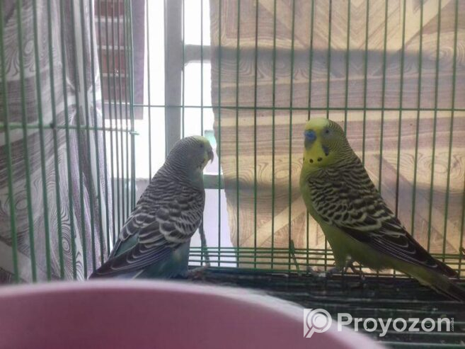 Bajigar Bird Sell Post