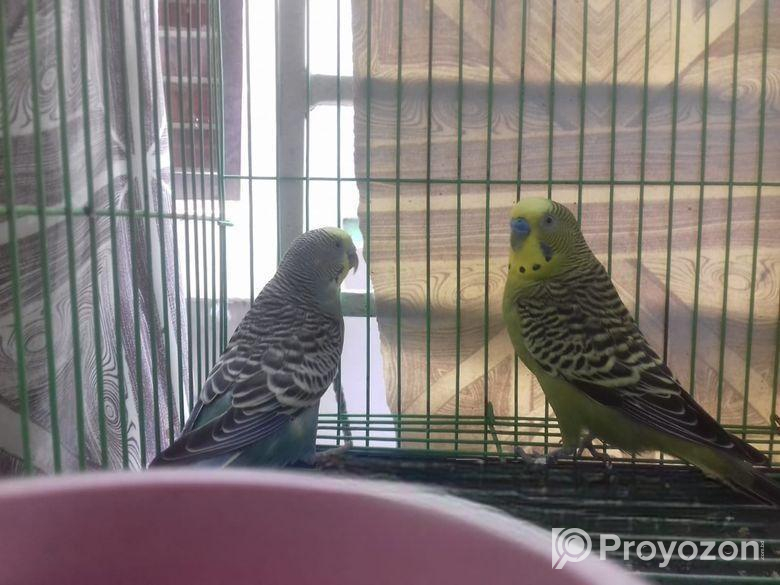 Bajigar Bird Sell Post