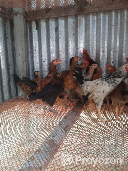 ওরিজিনাল দেশি মুরগী