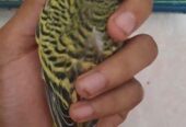 Bajigar Bird Sell Post