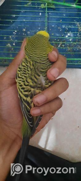 Bajigar Bird Sell Post