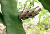 ড্রাগন গাছ বিক্রি হবে