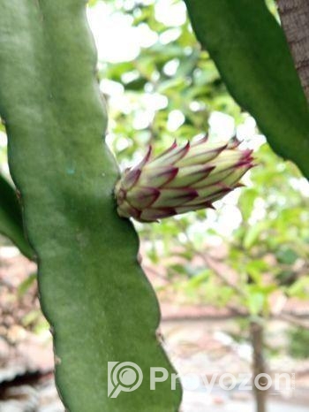 ড্রাগন গাছ বিক্রি হবে