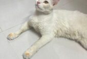 Parshian Cat
