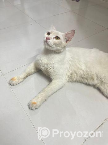 Parshian Cat