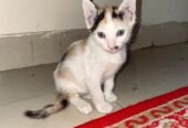 Cute Cat Sell Post