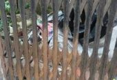 কেচি গেইট ‍বিক্রি হবে