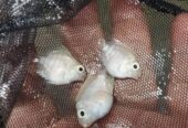 White polar parrot