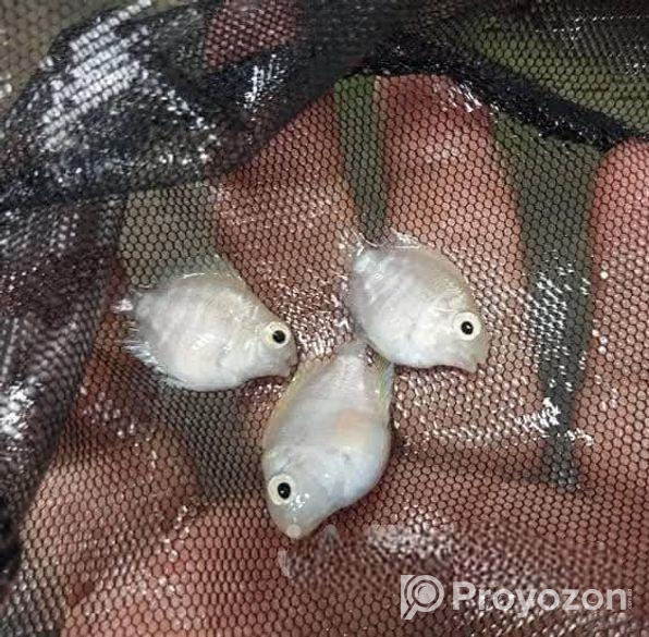 White polar parrot