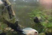 White polar parrot