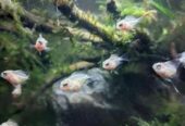 White polar parrot