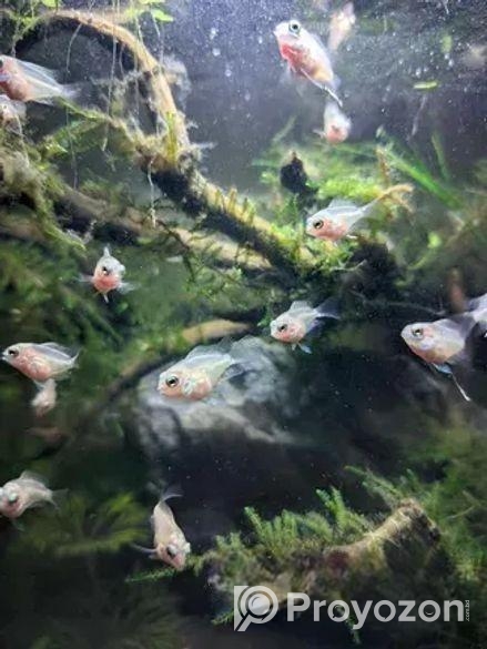 White polar parrot