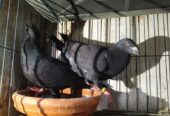 1 Gibson pigeon