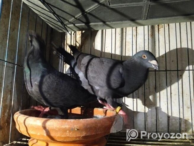 1 Gibson pigeon