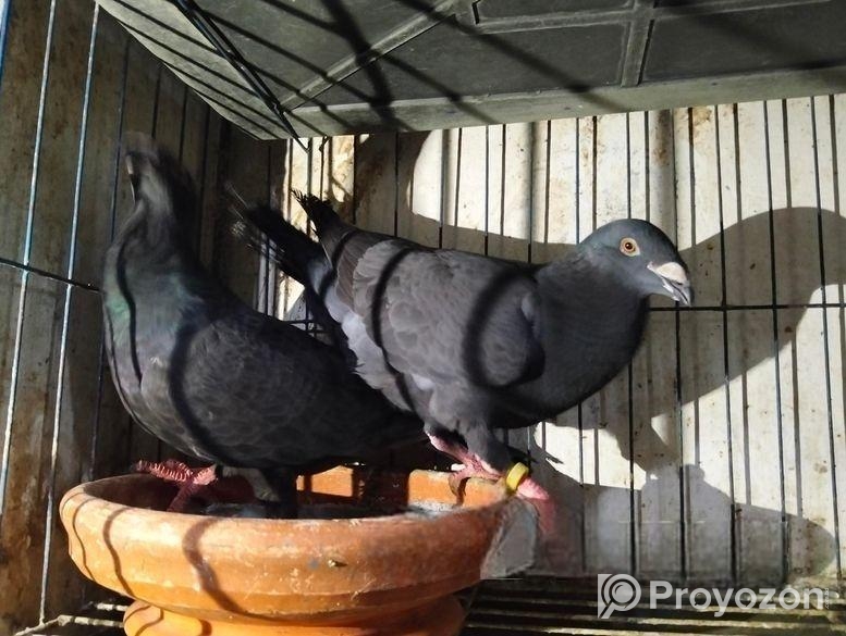 1 Gibson pigeon