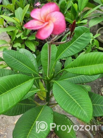কাঠগোলাপ J4