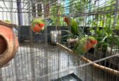 Lovebirds For Sale