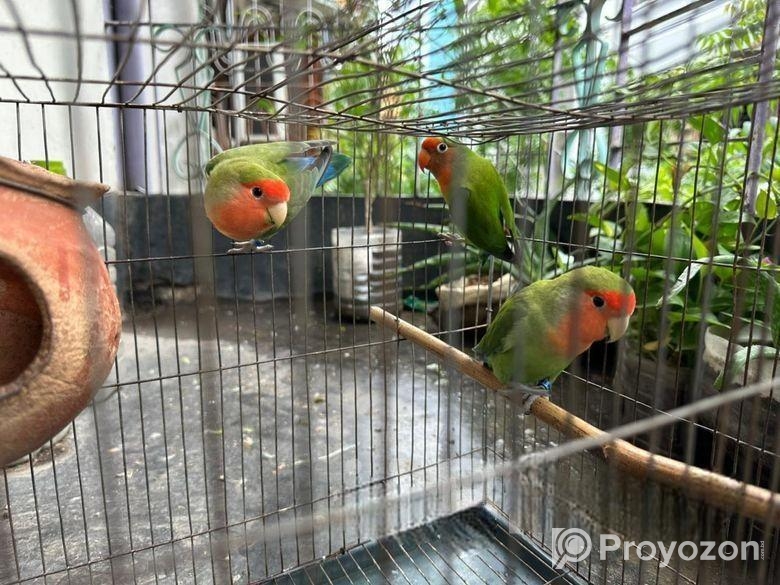Lovebirds For Sale