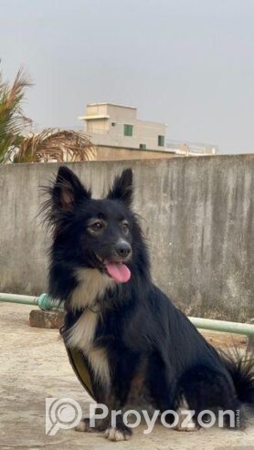 কুকুর বিক্রি করা হবে