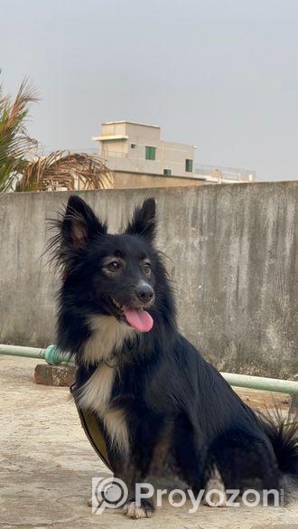 কুকুর বিক্রি করা হবে
