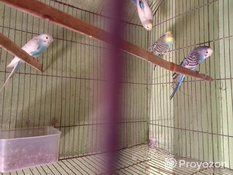 বাজিগর পাখি