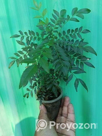 কারি পাতা গাছ বিক্রি