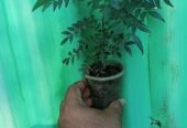 কারি পাতা গাছ বিক্রি