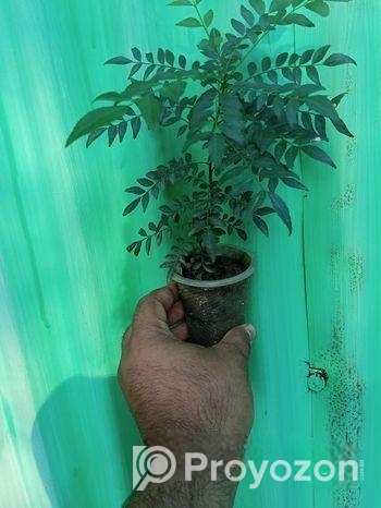 কারি পাতা গাছ বিক্রি