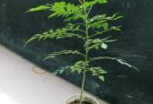 কারি পাতা গাছ বিক্রি