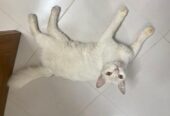 Parshian Cat