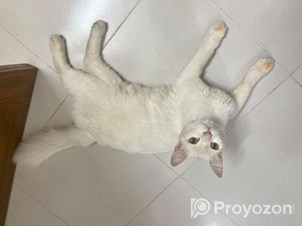 Parshian Cat