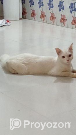 Parshian Cat