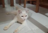 Parshian Cat