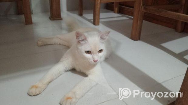 Parshian Cat