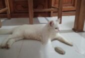 Parshian Cat