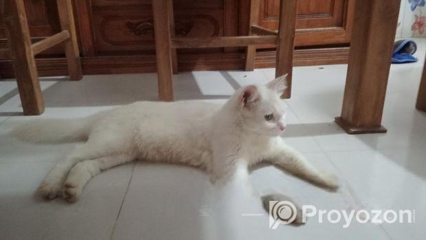 Parshian Cat