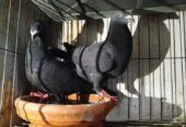 1 Gibson pigeon