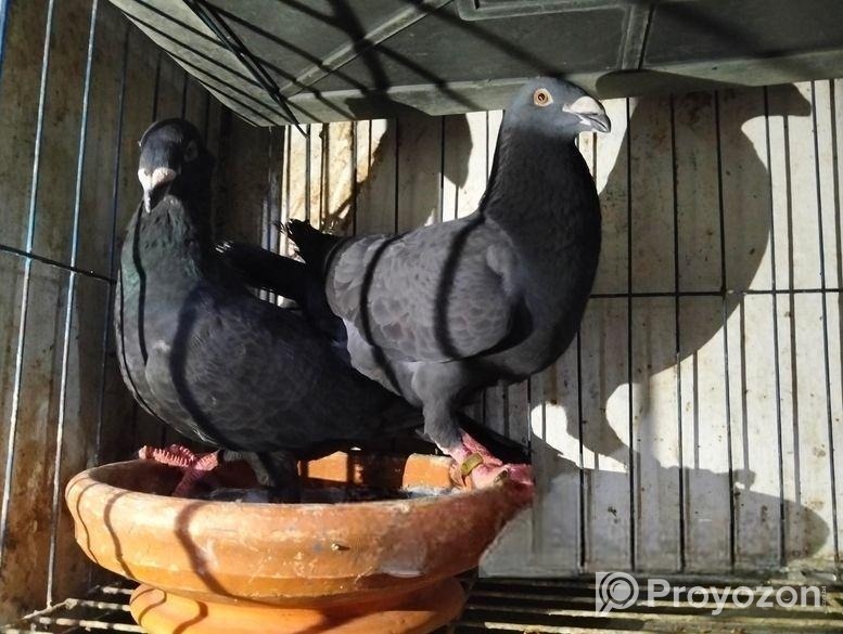 1 Gibson pigeon