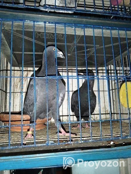 1 Gibson pigeon
