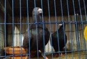 1 Gibson pigeon